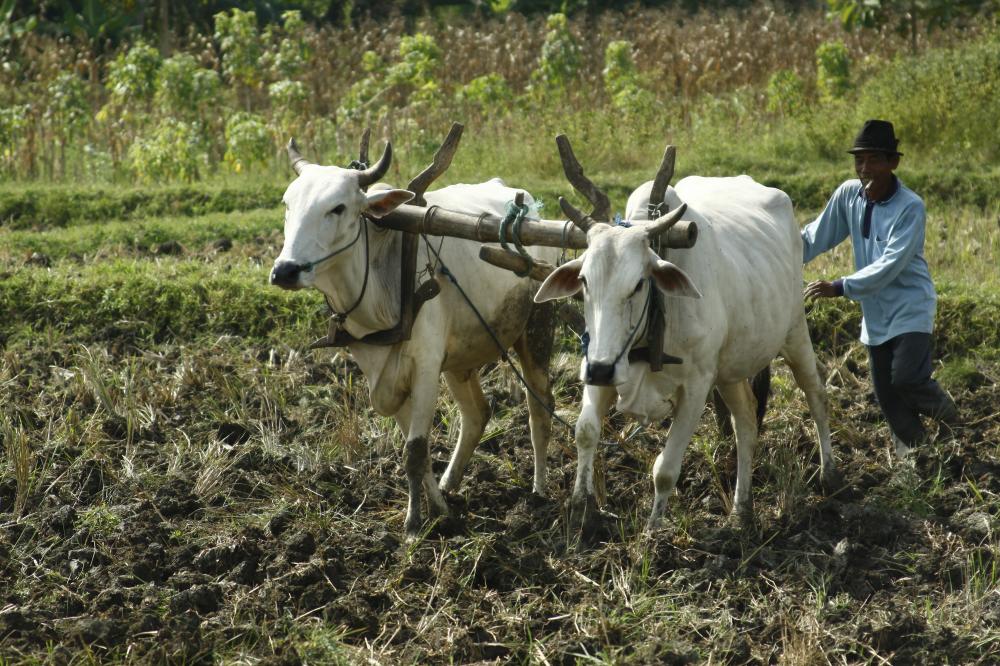 bajak-sawah