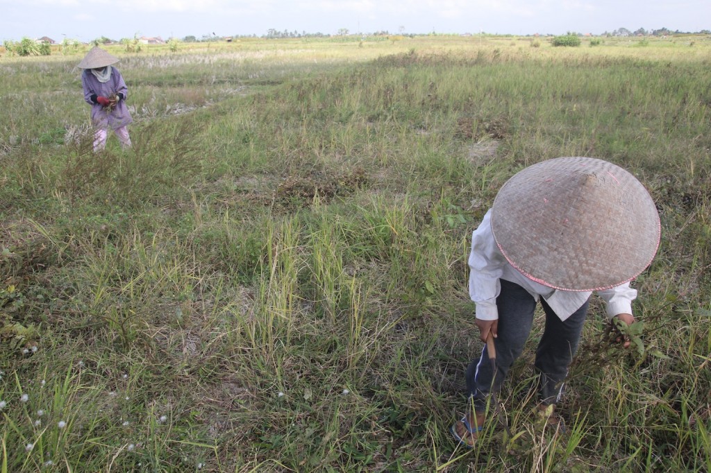 Buruh tani memanen kedelai di lahan kering di daerah Darmasaba