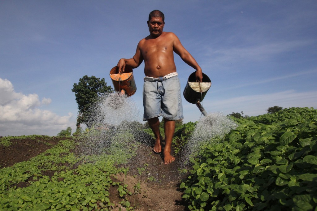 Petani Menyiram Sayur di Peguyangan Denpasar