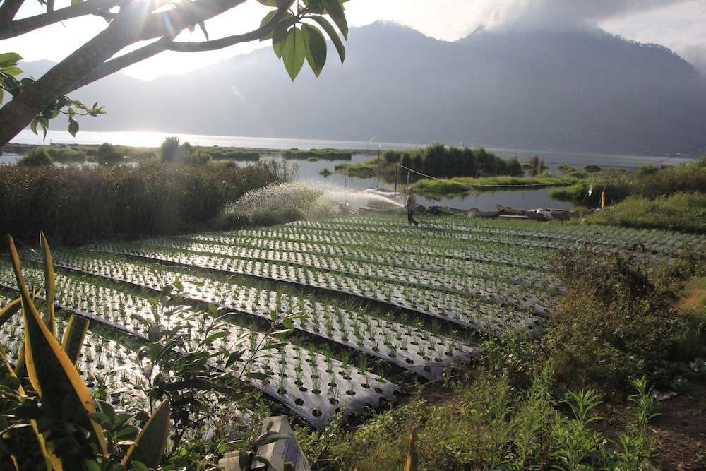 petani-batur-menyiram