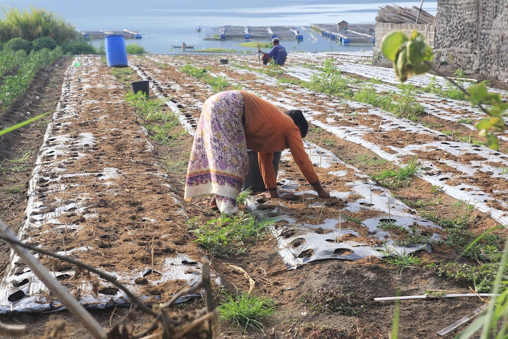 petani-batur04-bawang