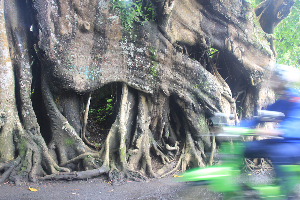 bunut-bolong-akar