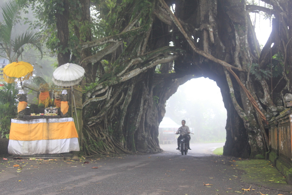 bunut-bolong-kabut