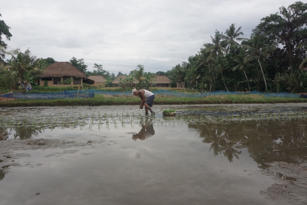 Petani di Ubud yang kian terjepit oleh vila