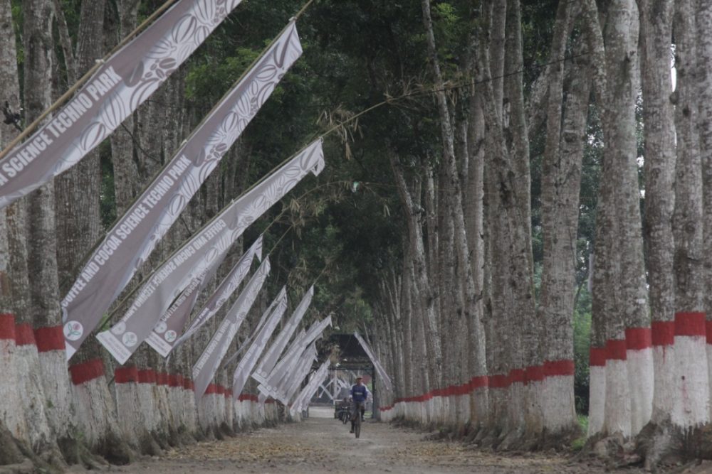 Pohon mahoni di kanan kiri jalan menuju kebun percontohan Puslitkoka. Foto Anton Muhajir.