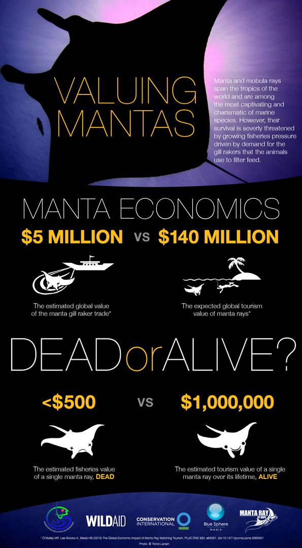Valuing mantas infographic
