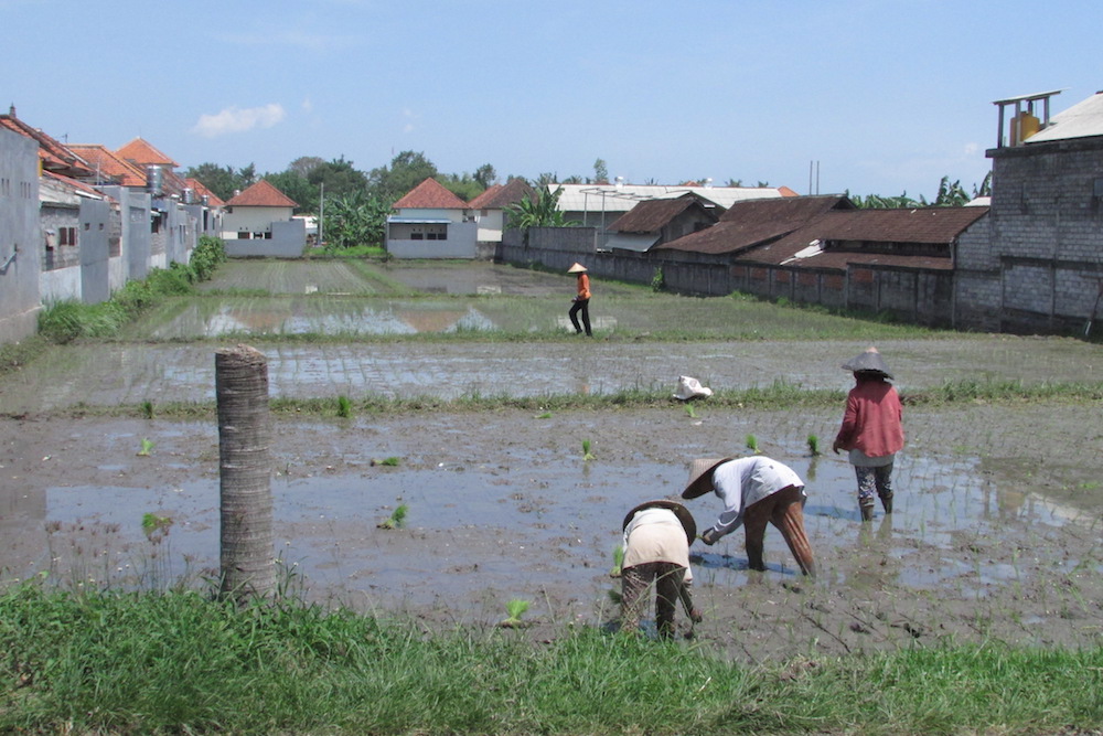 Petani menggarap sawah di antara bangunan di Desa Kediri, Kecamatan Kediri Tabanan. Foto Made Argawa.
