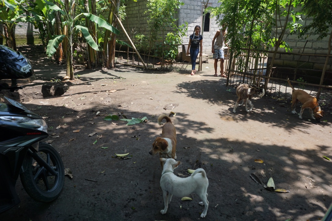 Belasan anjing menyambut tiap orang yang datang ke rumah Dewi. Foto Anton Muhajir.