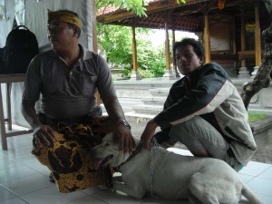 Masyarakat Bali sudah terbiasa memelihara anjing. Foto Luh De Suriyani.